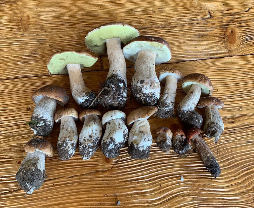 Дары леса - Ольга Довженко