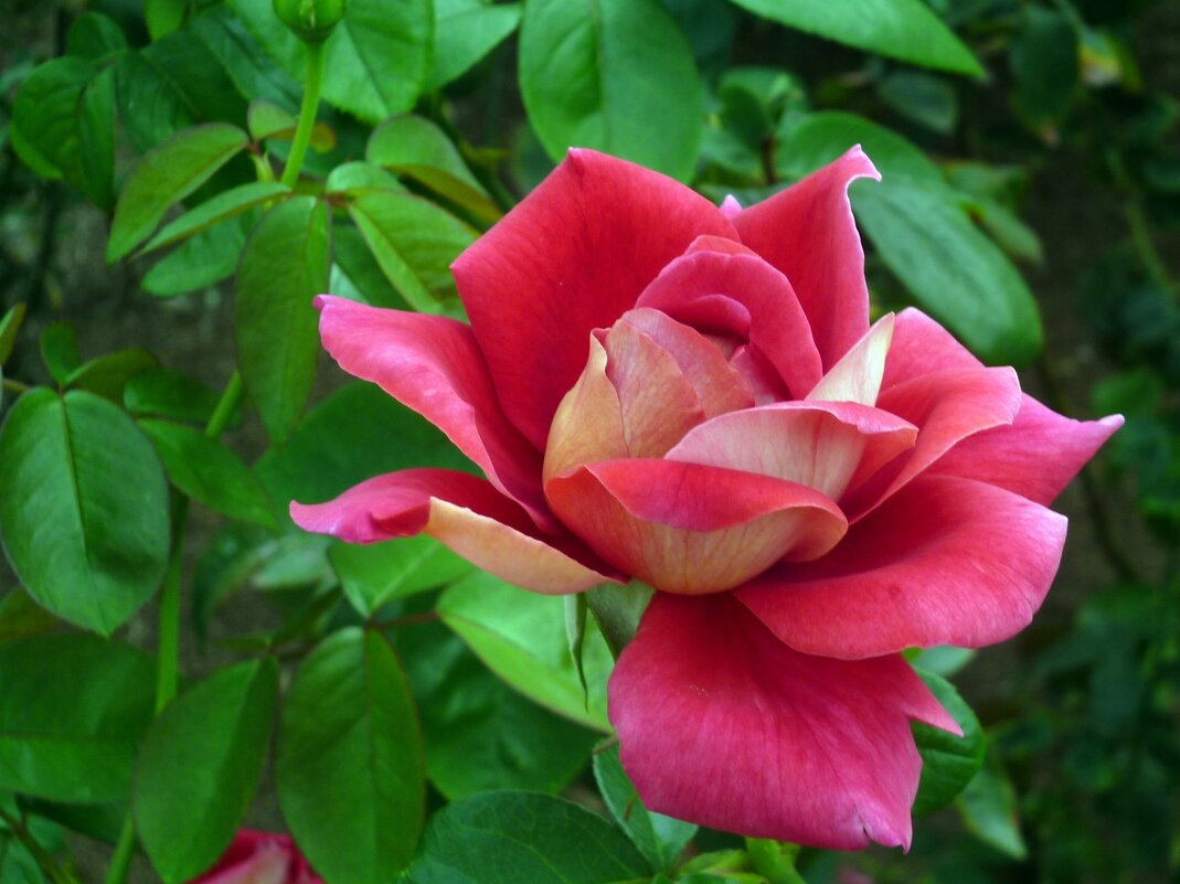 Роза - Наталья 