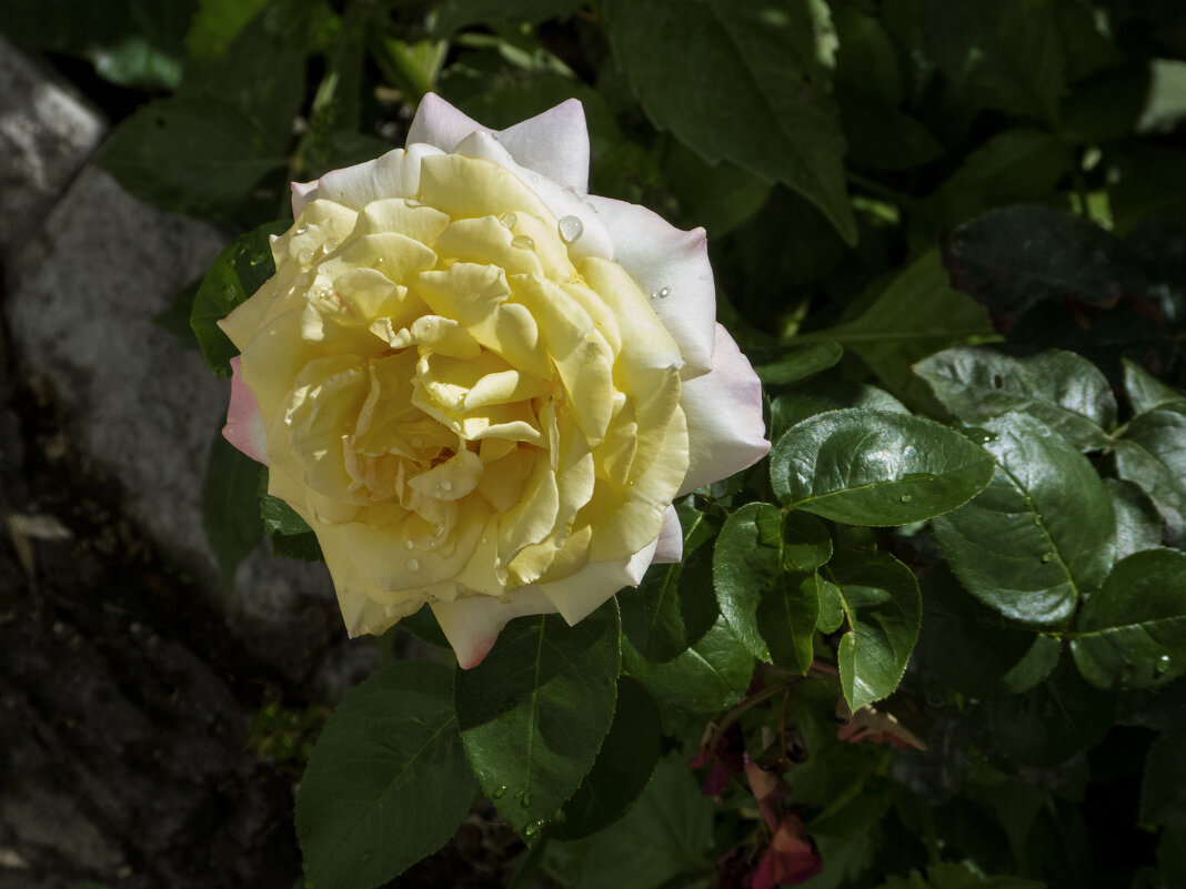 Глория Дей - Валентин Семчишин Глория Дей - Валентин Семчишин