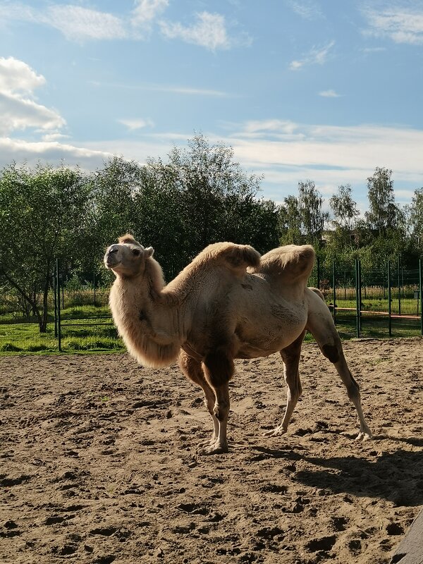 Фотосессия у верблюда - Любимова Ольга Фотосессия у верблюда - Любимова Ольга