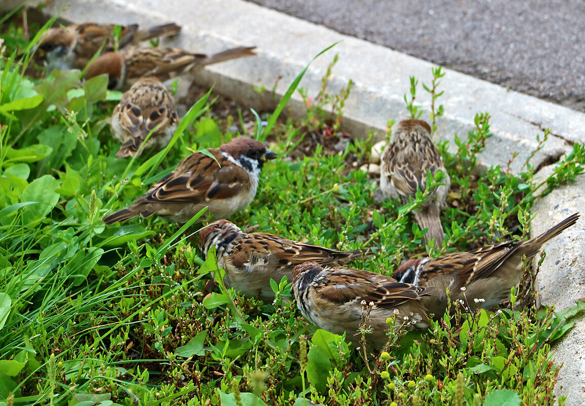 Воробьиная сходка - Светлана 