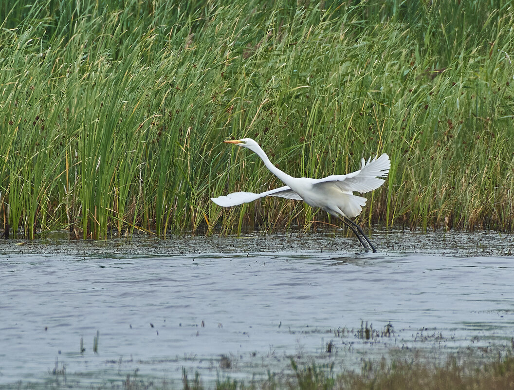 Белая цапля - Игорь Шабалин