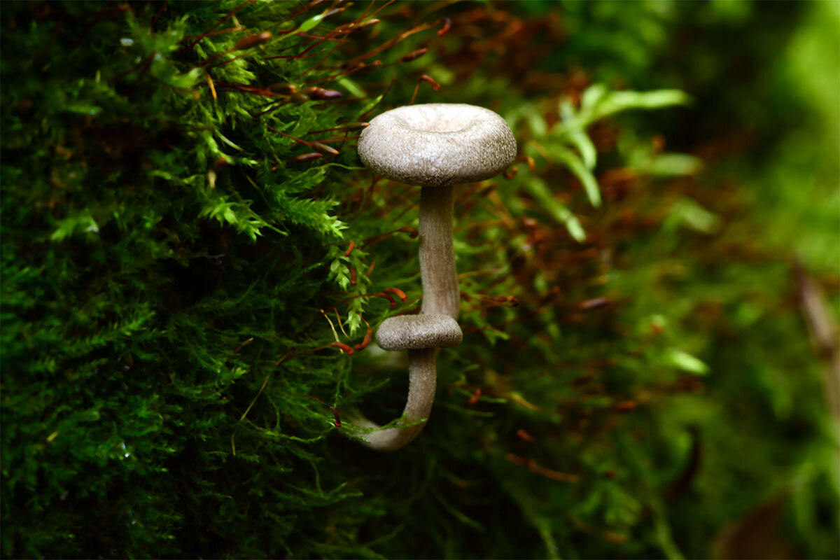 Паутинник - Геннадий Супрун