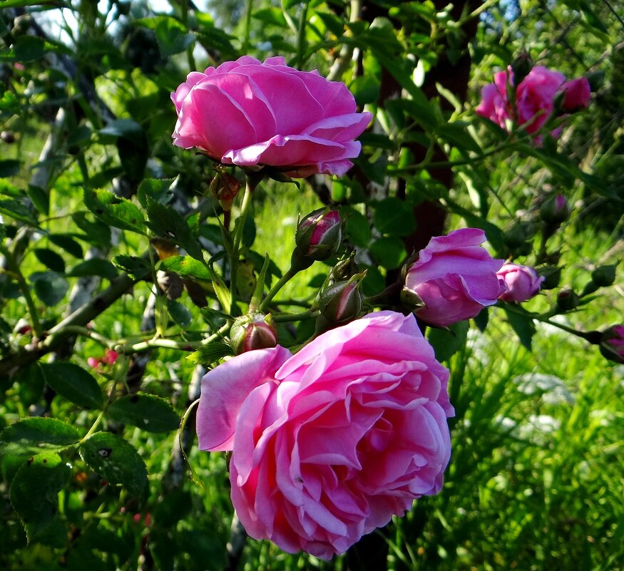 Июль.. - Антонина Гугаева