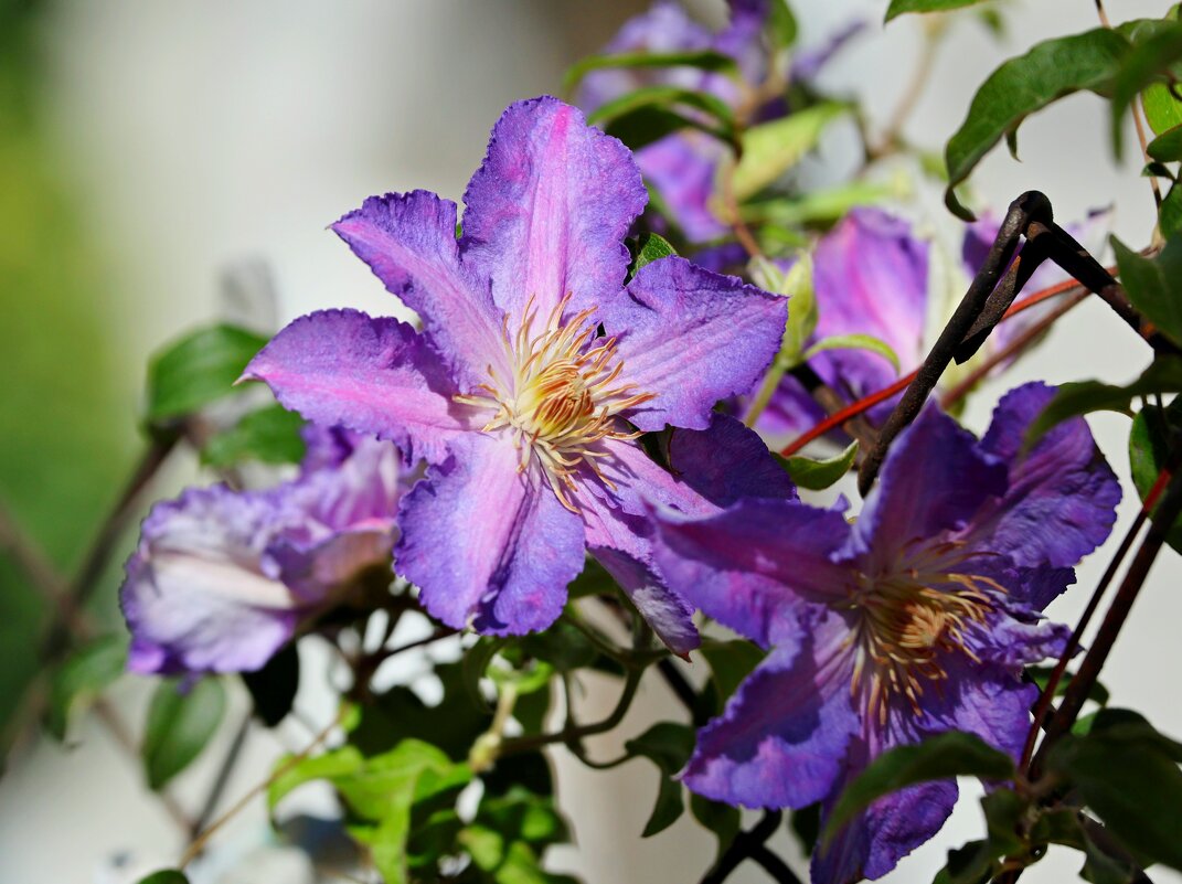 Клематис Тирислунд - Светлана Тихонина