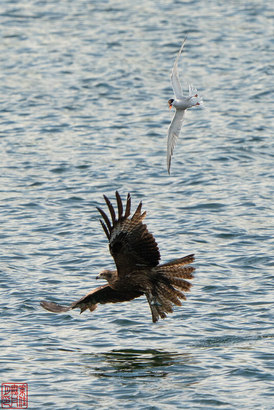 Воздушное пиратство - Станислав С.