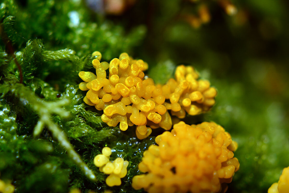 Слизевик  плазмодий - Геннадий Супрун