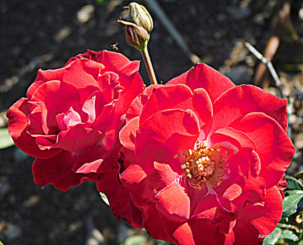 Розы красные. - Валерьян 