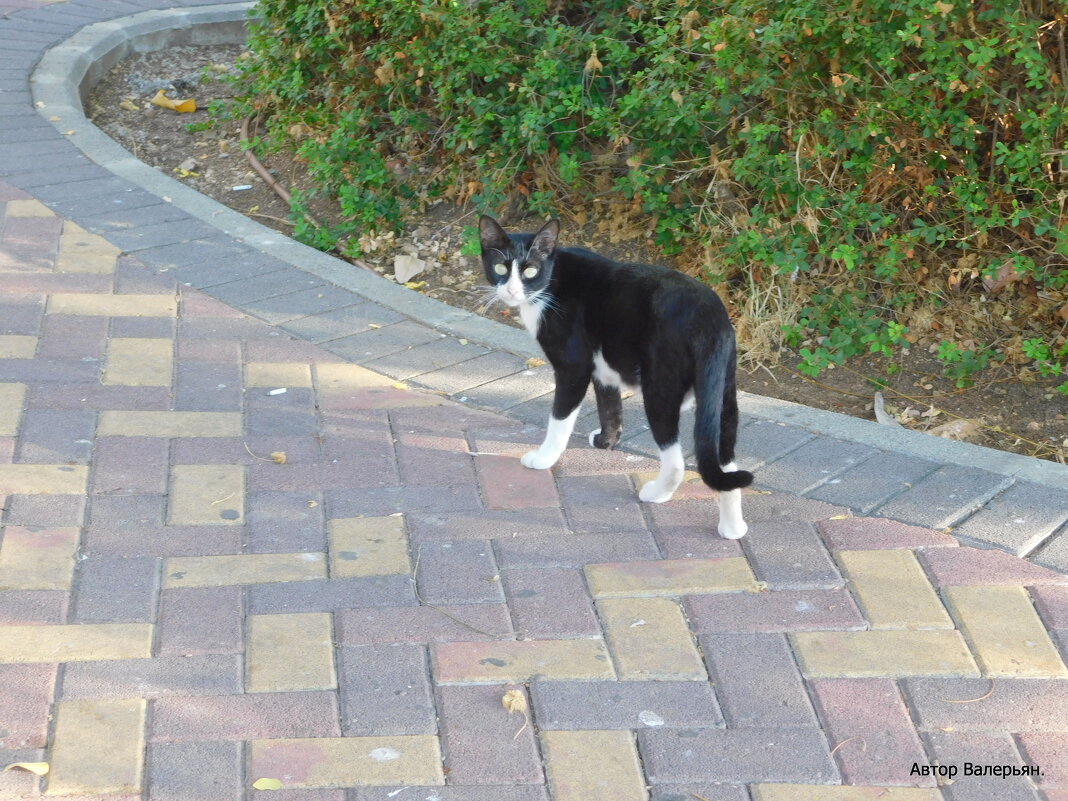 Кошка на прогулке. - Валерьян 