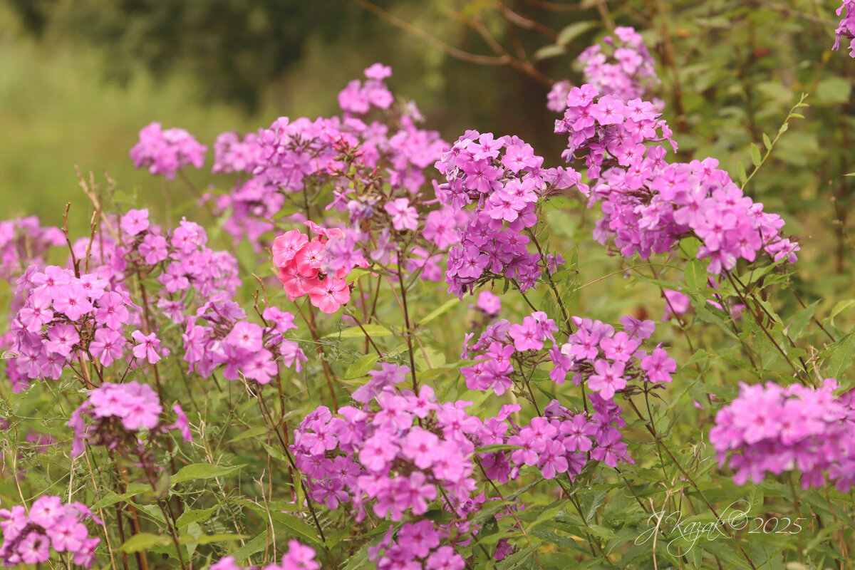 *** - Елена Kазак (selena1965)