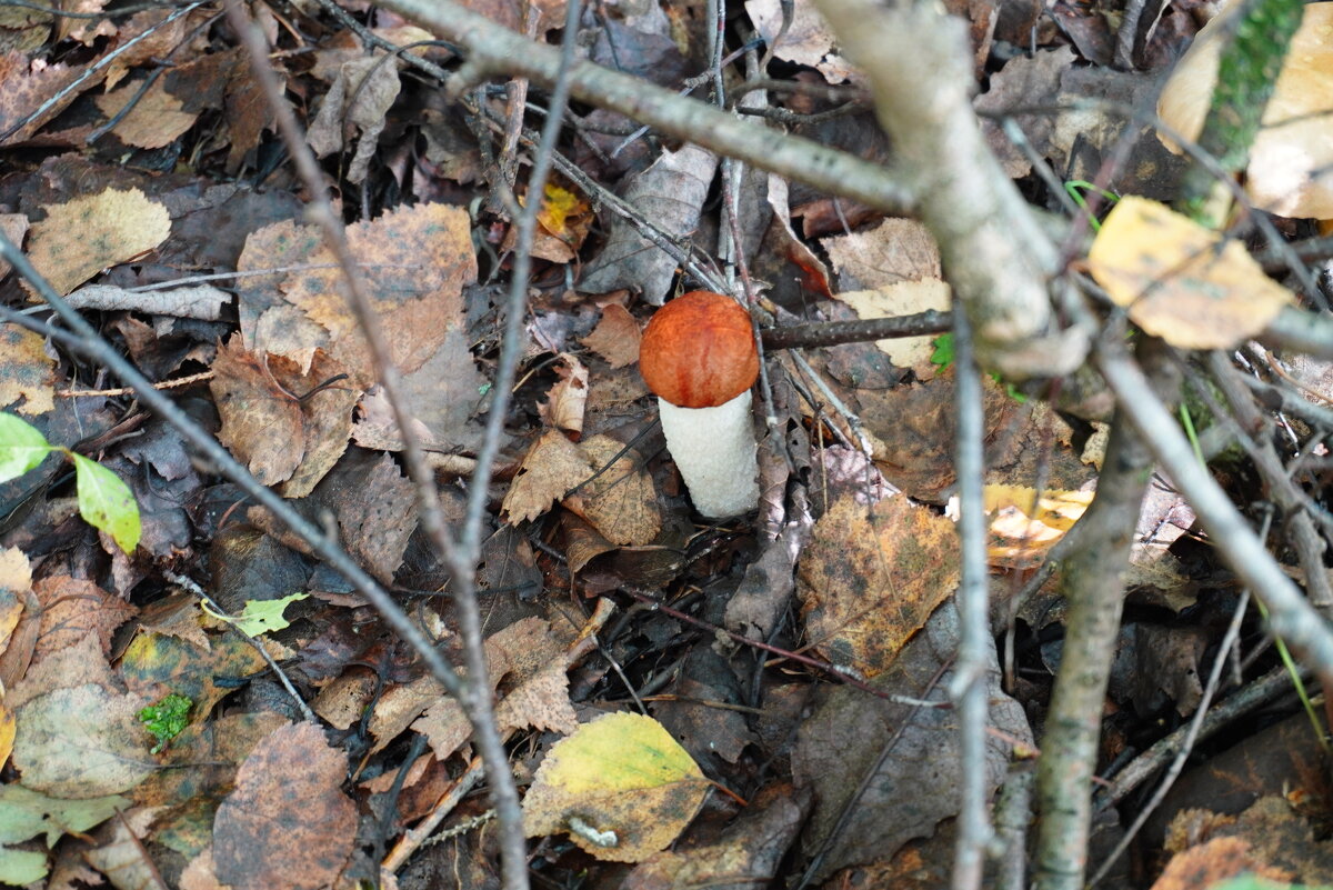 Растет грибок - Сергей Ц