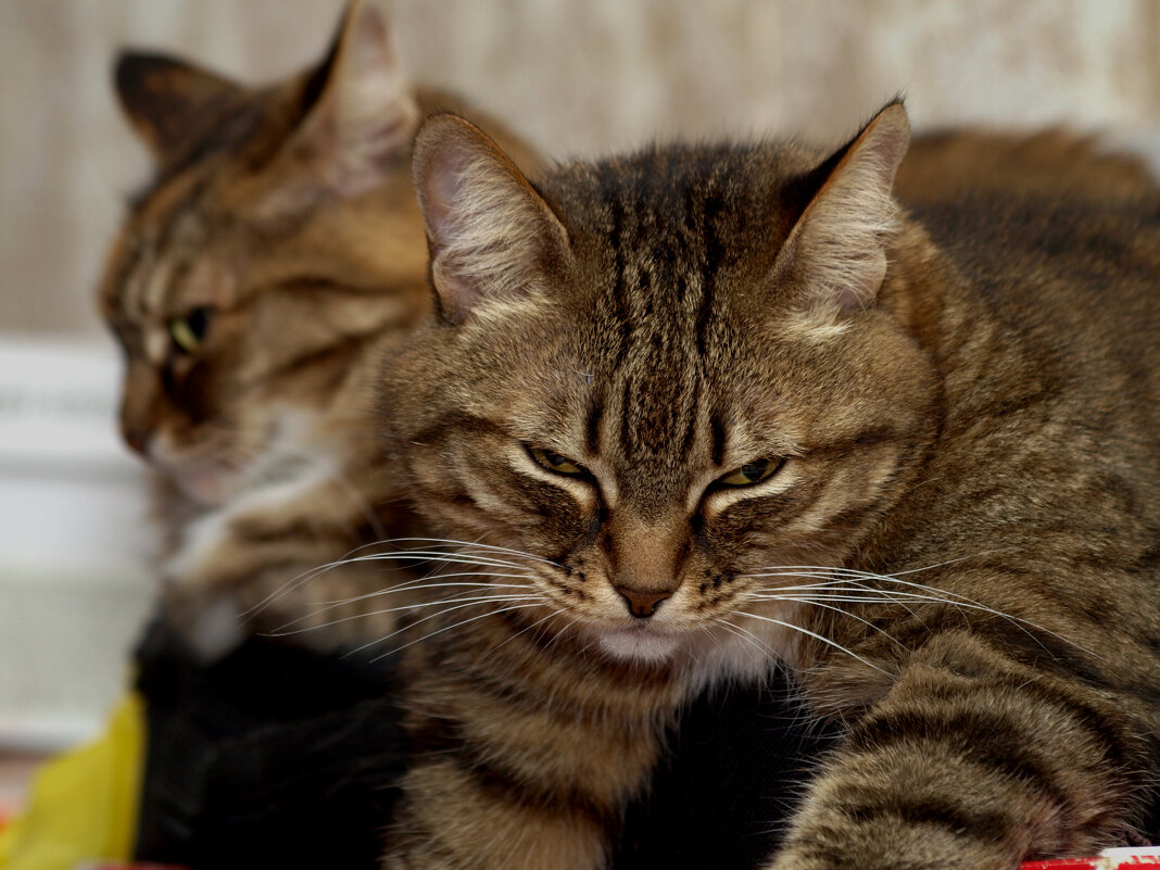 Банда - Сергей Сергеев