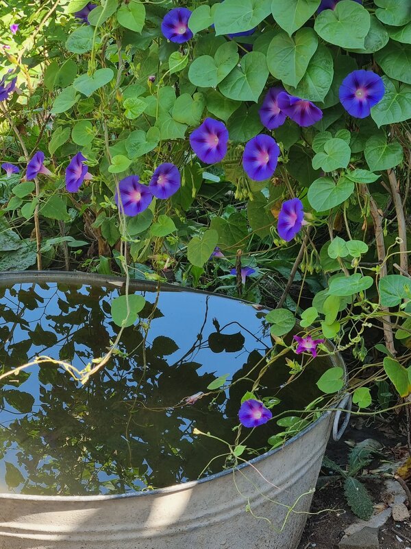 После дождя - Наталья 