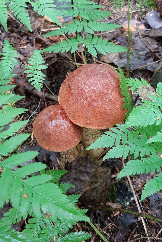 Про грибы - Наталья Герасимова