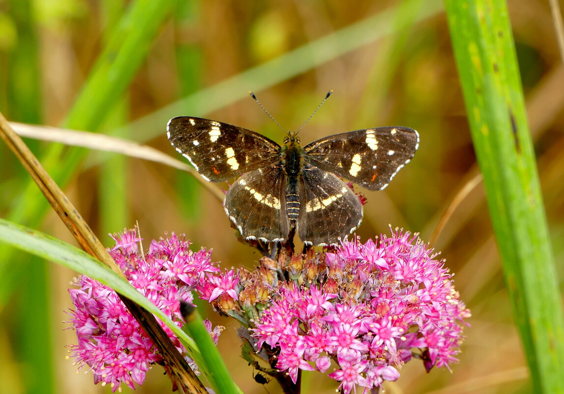 из снятого сегодня 3 - Александр Прокудин из снятого сегодня 3 - Александр Прокудин