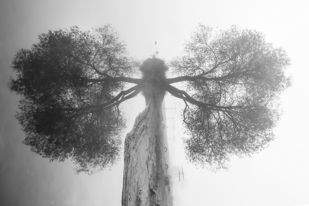 Привидилось - Светлана Карнаух