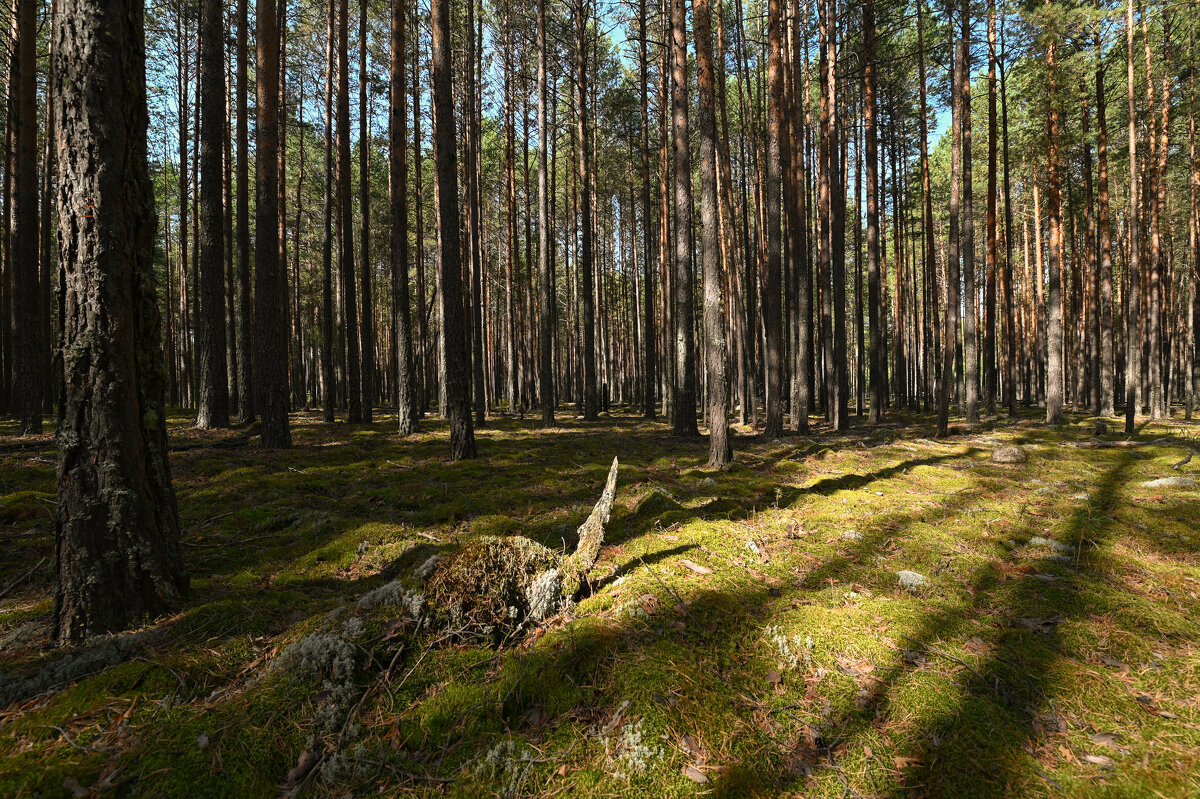 солнечно - сергей 