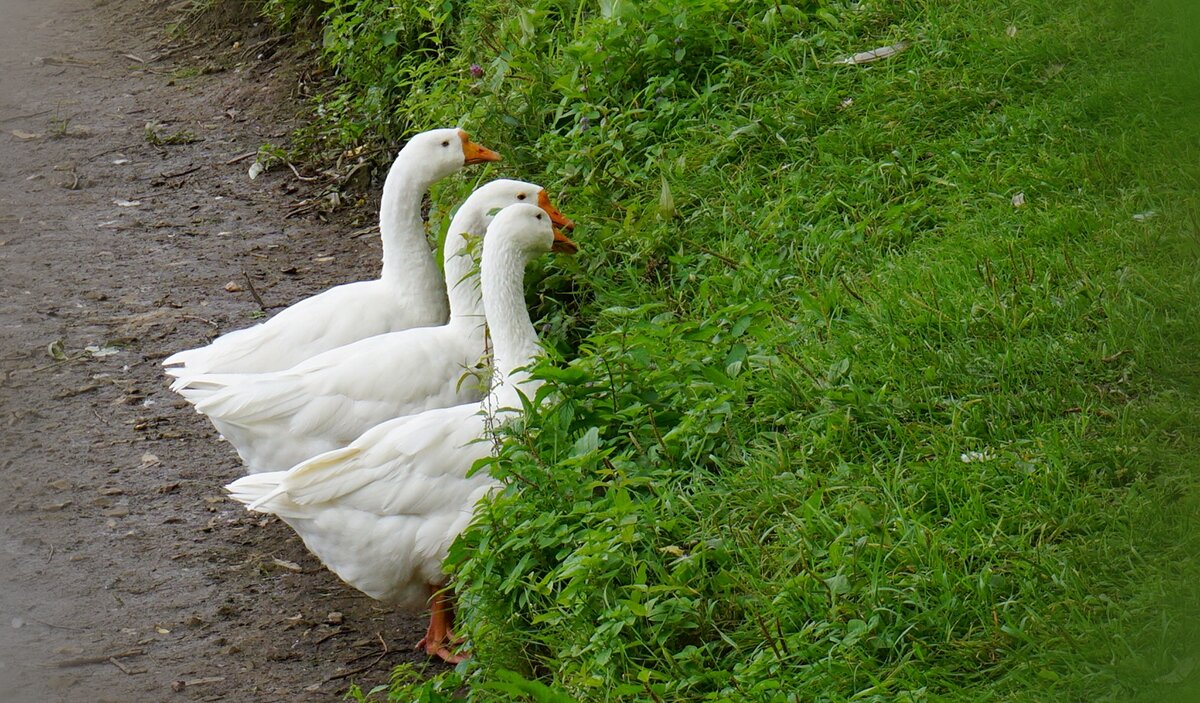 Лето в Царицыно - Ольга 