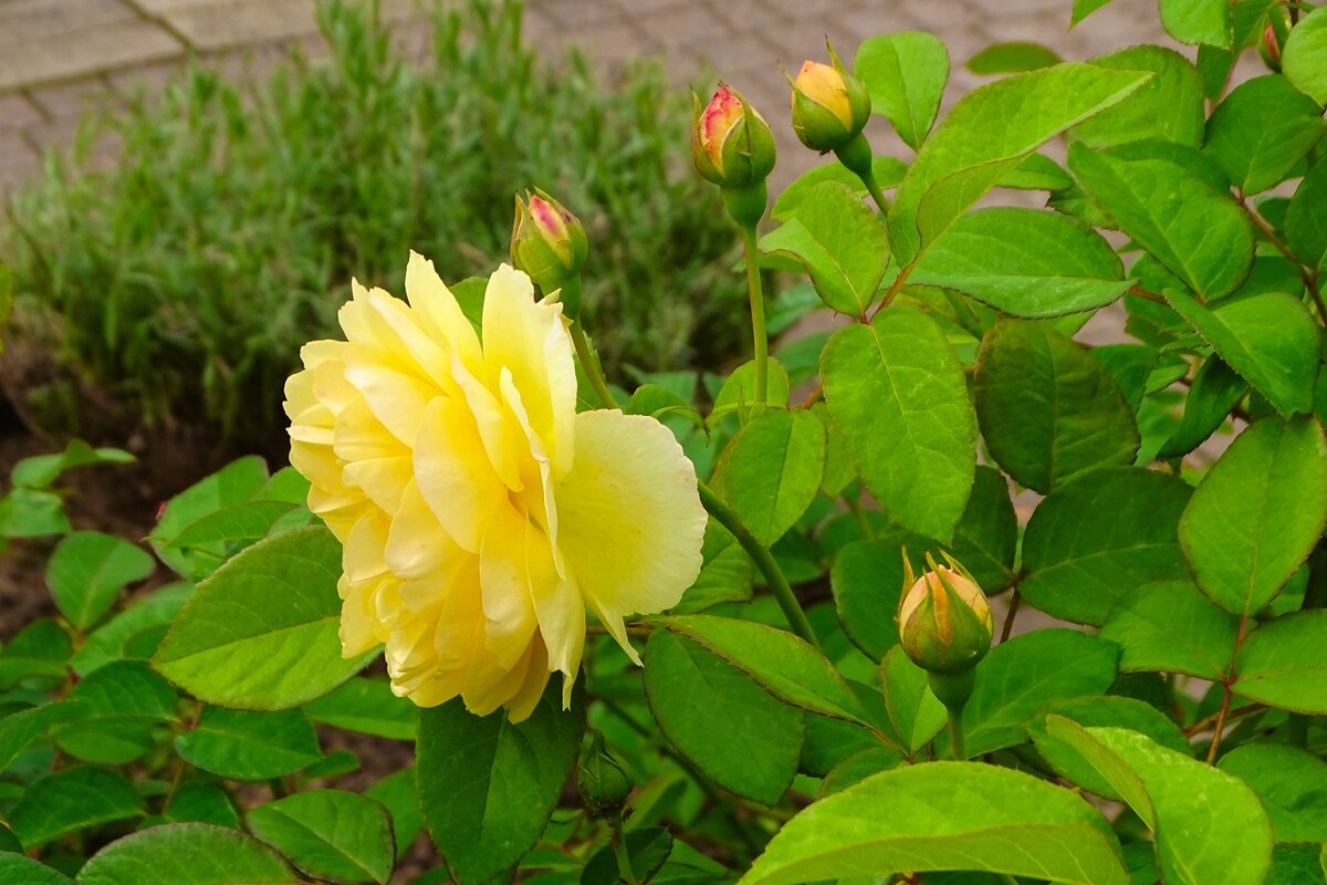 Городские цветы. - Милешкин Владимир Алексеевич 