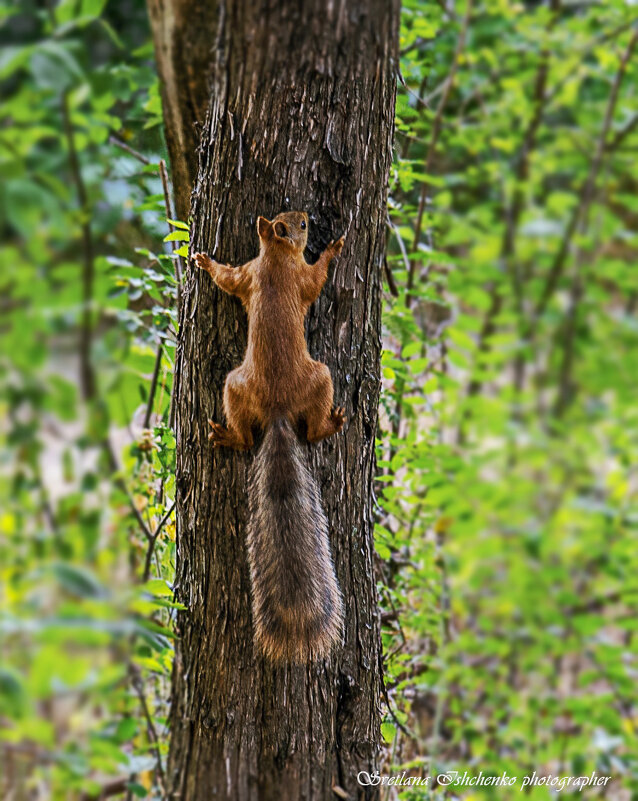 Белка обыкновенная - Светлана Ищенко