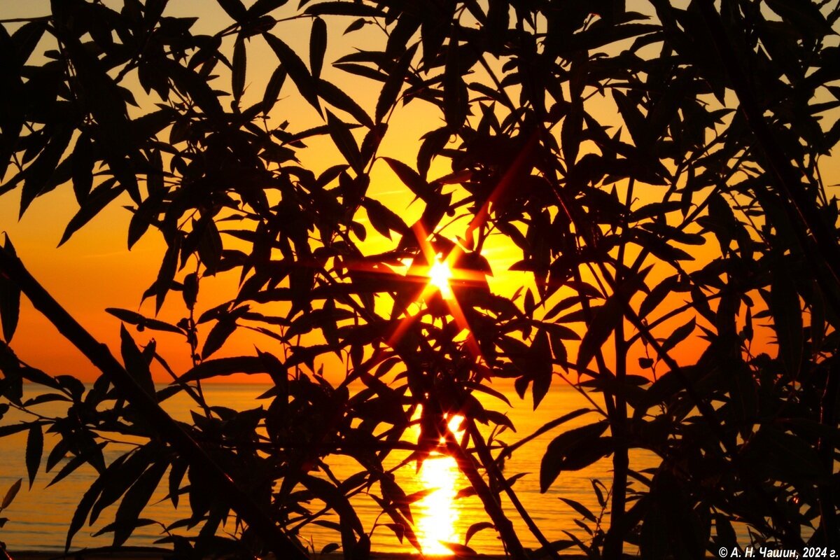 Закат через листву - Александр Чашин