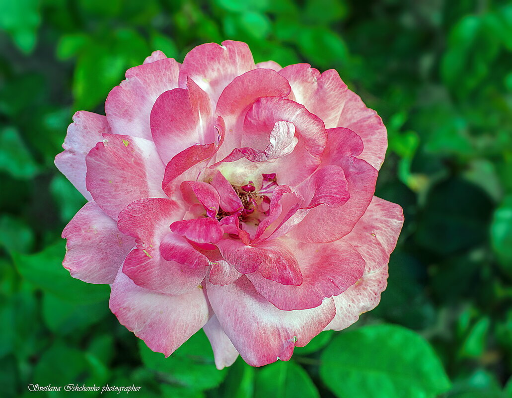 Роза — королева цветов - Светлана Ищенко Роза — королева цветов - Светлана Ищенко