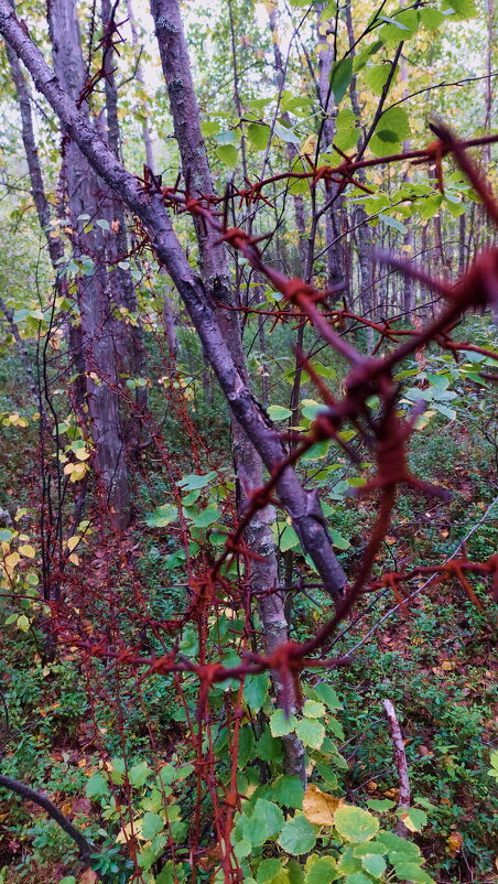 пугающая находка - Артём 