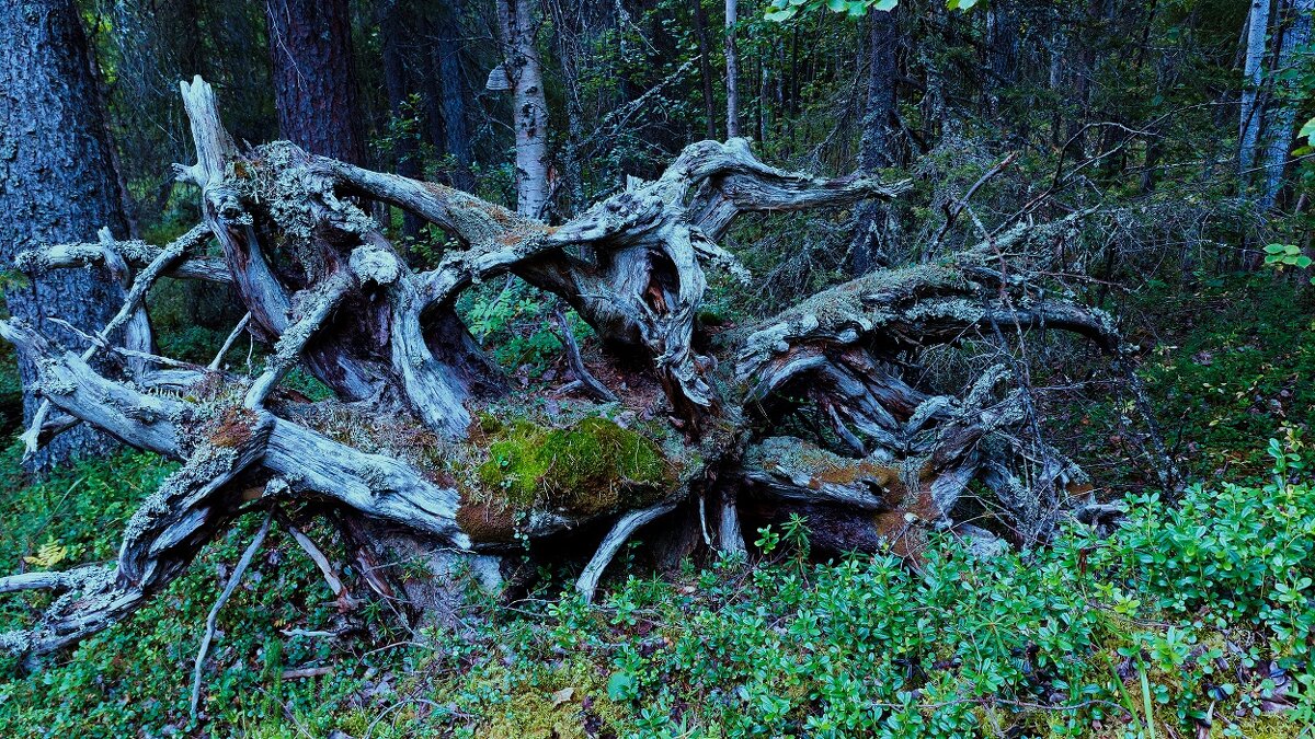 корнепластика - Артём 