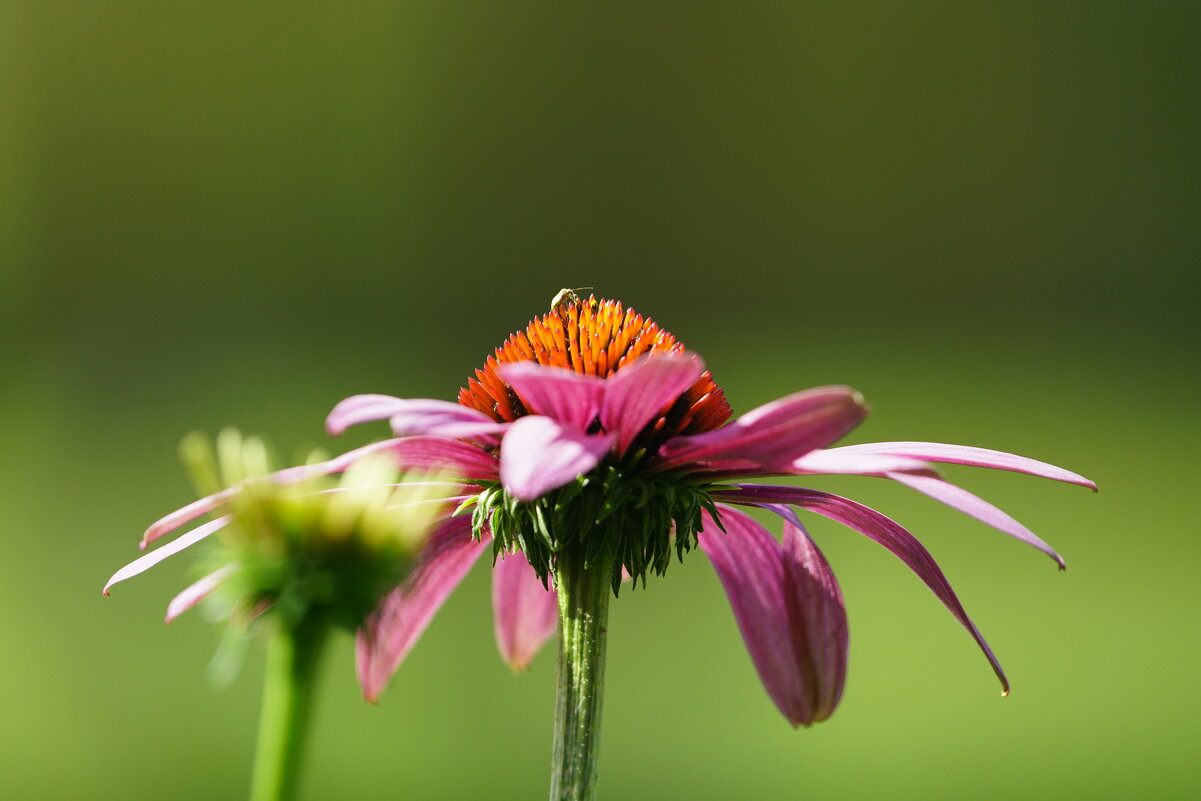 *** - Иван Литвинов