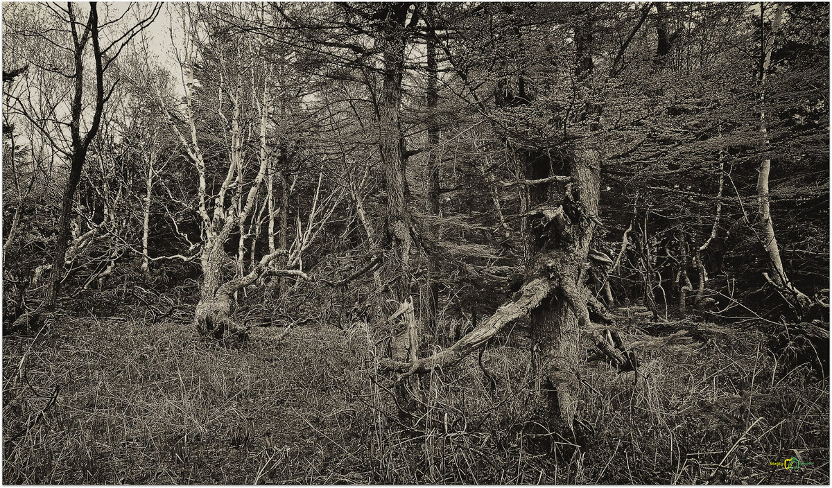 Лес где танцует БЕС 2. - Сергей Калиновский