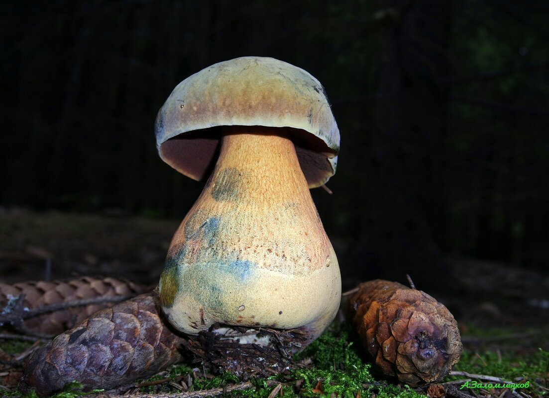 Лесные походы: гриб дубовик синеющий - Андрей Заломленков