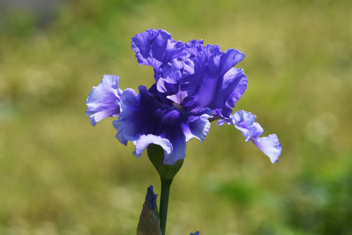 Лето в Ботаническом... Июнь. - Наташа ***** Лето в Ботаническом... Июнь. - Наташа *****