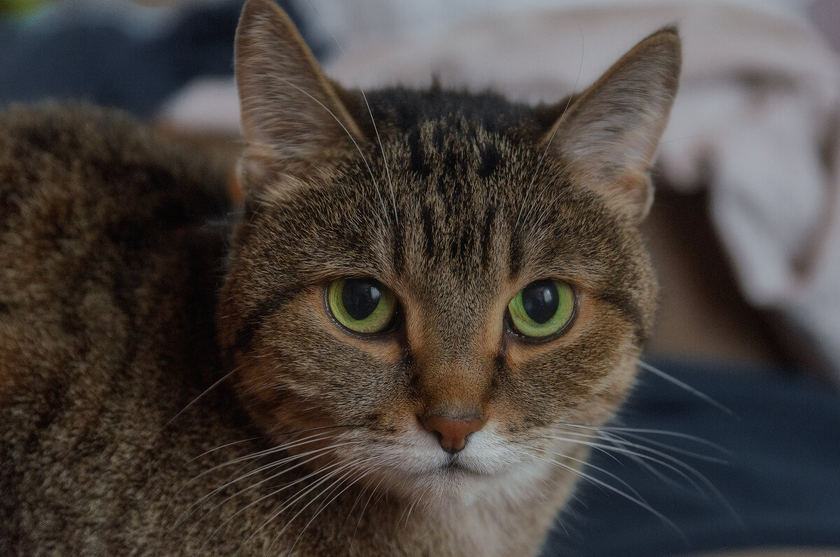 Умная киска - Виктор Иванович Чернюк