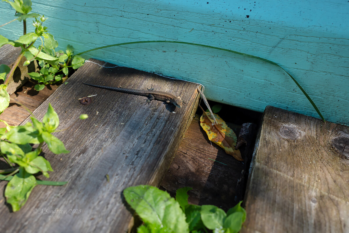 Маленькая ящерица - Александр Синдерёв