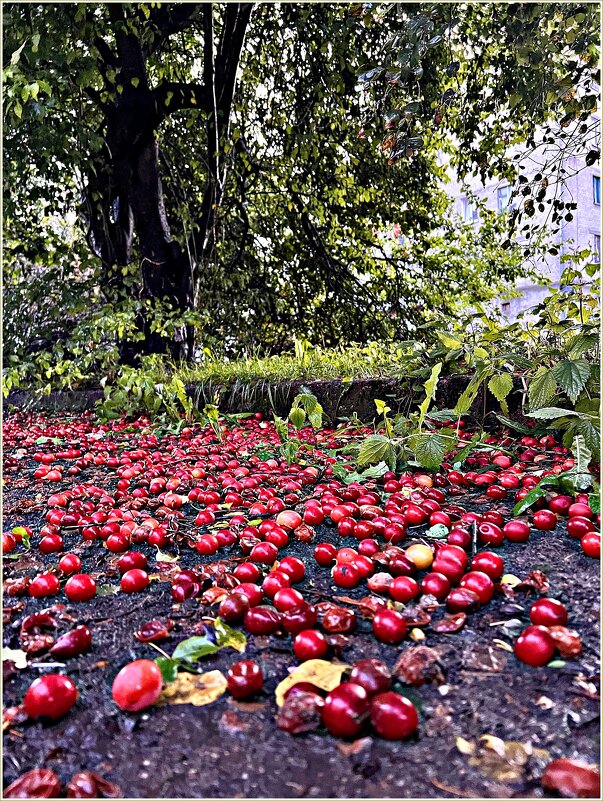 В преддверии осени. Алыча..... - Валерия Комова