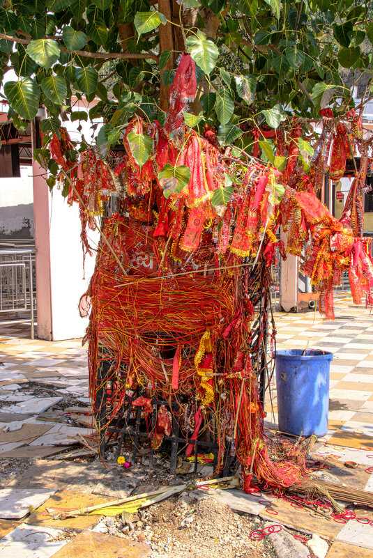Дерево может служить священность - Георгий А