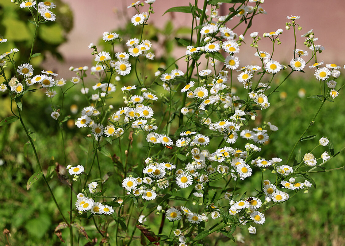 Ромашечки у дома - Светлана 