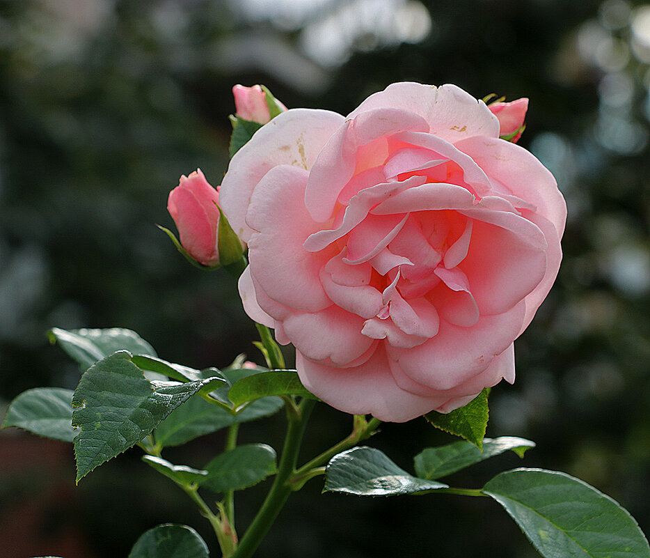 Августовская красавица - Светлана 