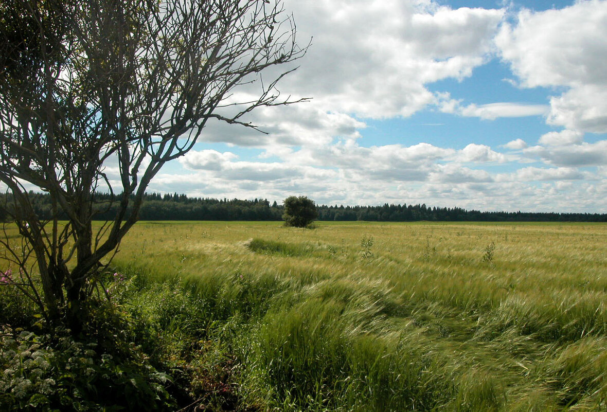 На краю поля. - Наталья Лунева 