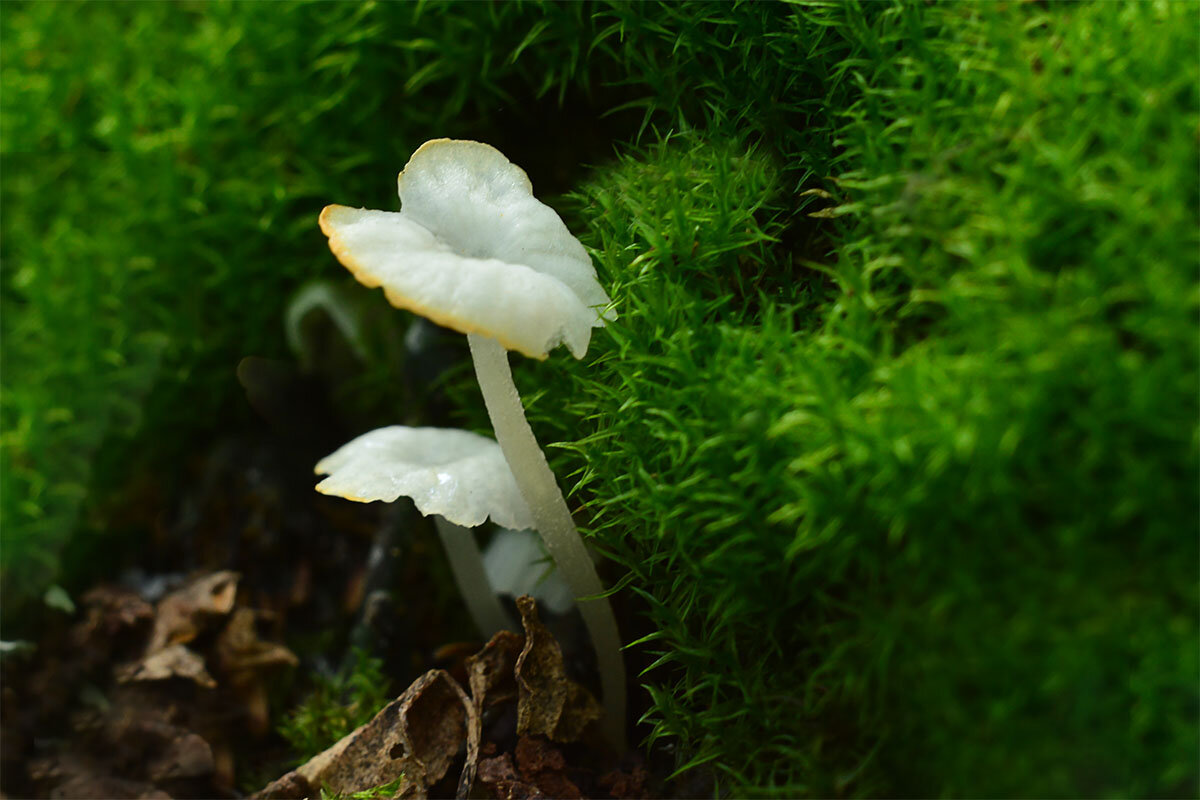 Деликатула  маленькая - Геннадий Супрун