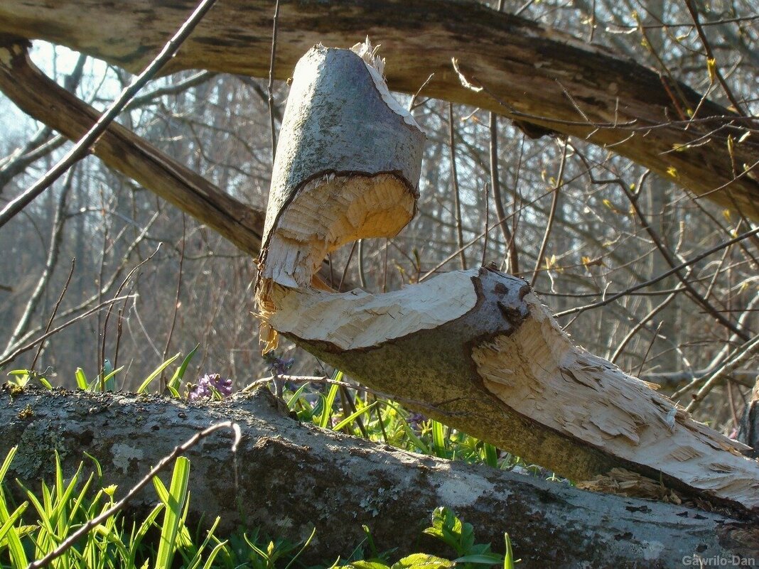 инсталляция от бобра - gawrilа - dan