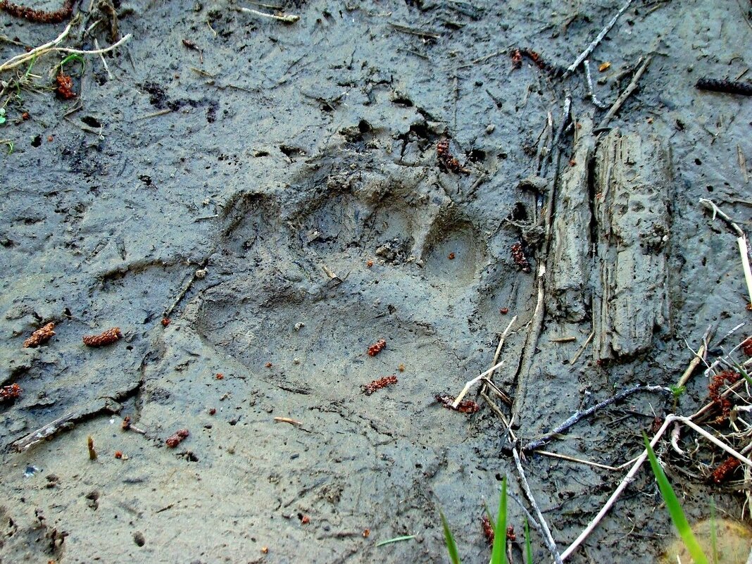 след медведя - gawrilа - dan