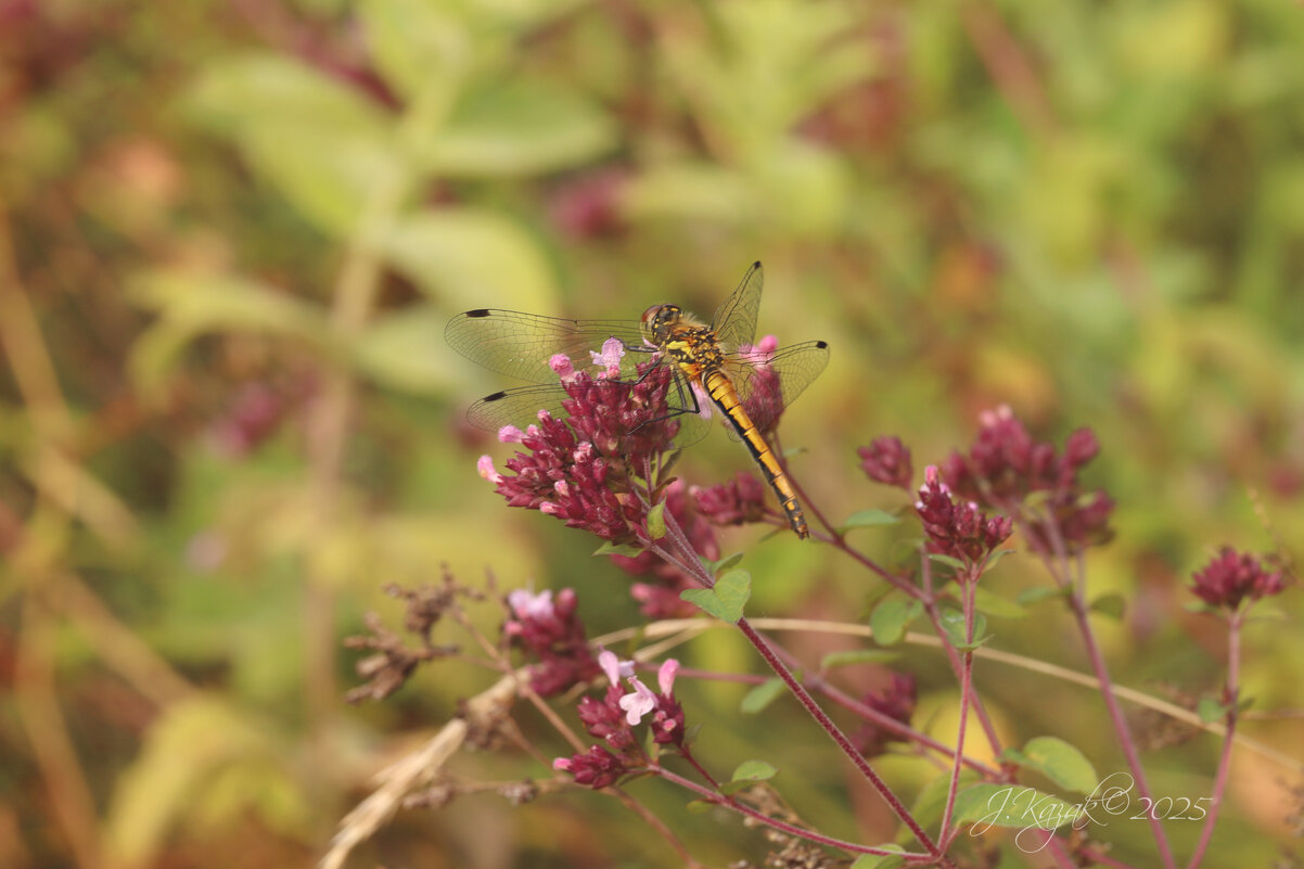 *** - Елена Kазак (selena1965)