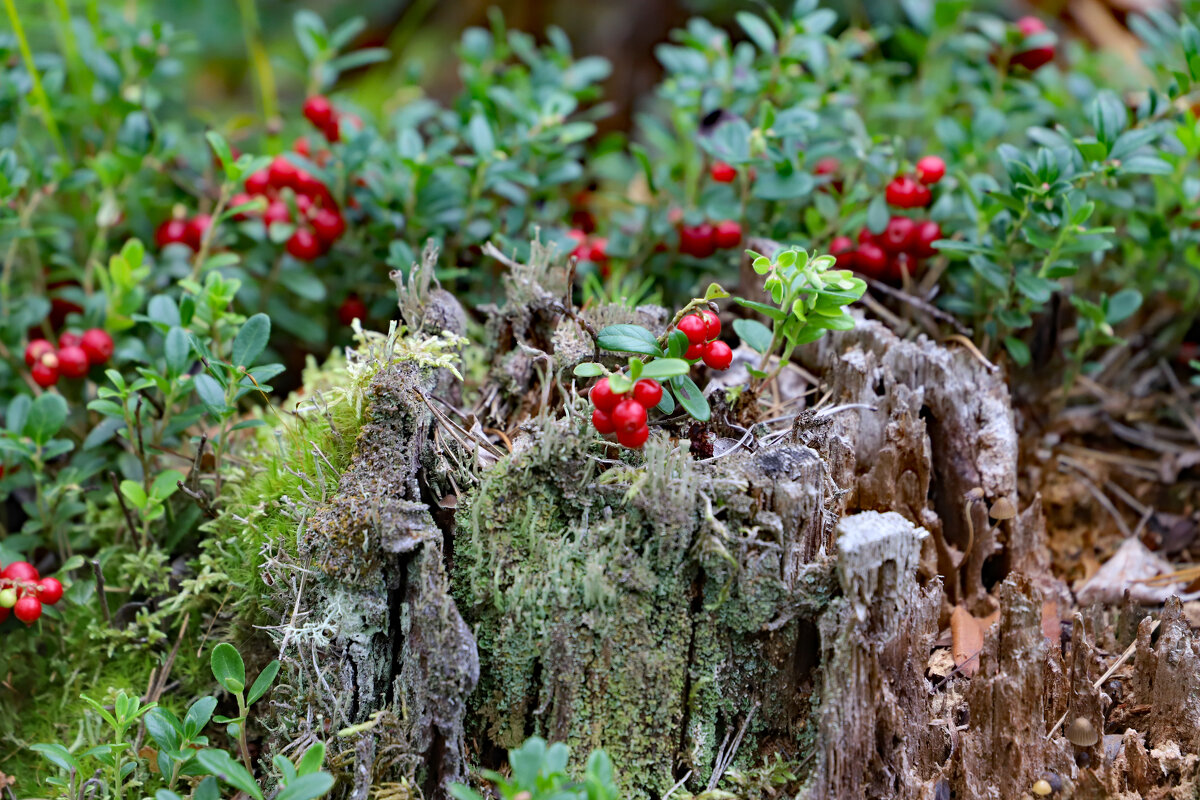 Пень - краснов юрий 