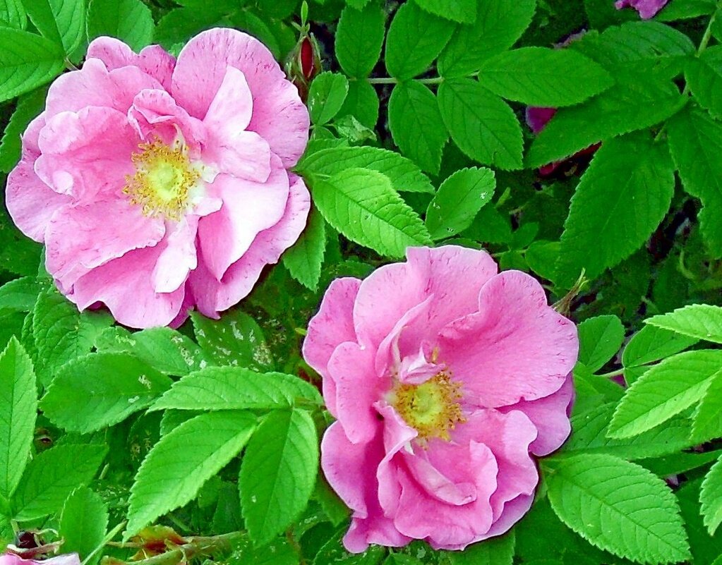 шиповник - Наталья 