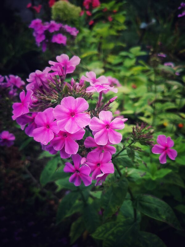 Флоксы - Алексей Архипов