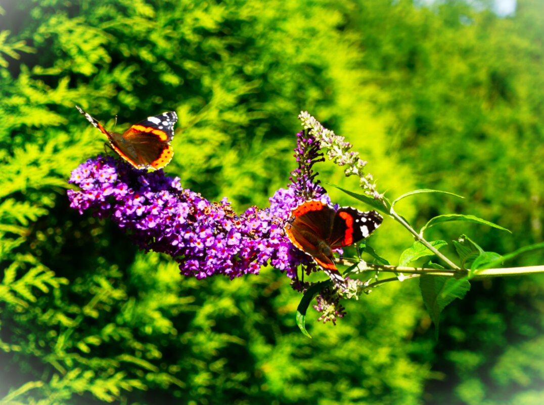 Разлетались адмиралы.. - Aida10 