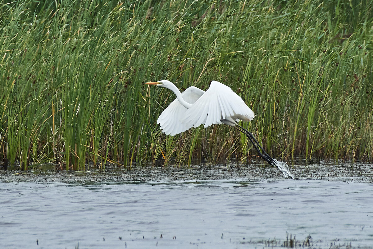 Полет цапли - Игорь Шабалин