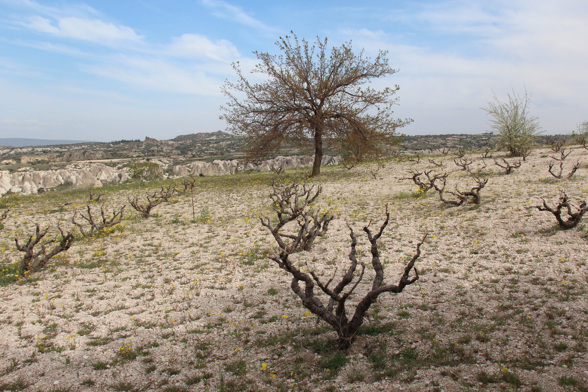 Старый виноградник - Сергей Никифоров