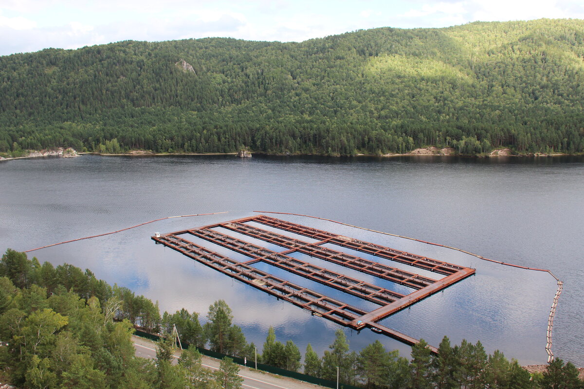 Форелевое хозяйство на Енисее - Сергей Никифоров